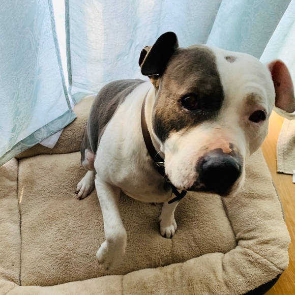 Meet your Posher, Sarai - Picture 1 of 1